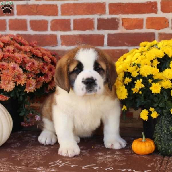 Jackson, Saint Bernard Puppy